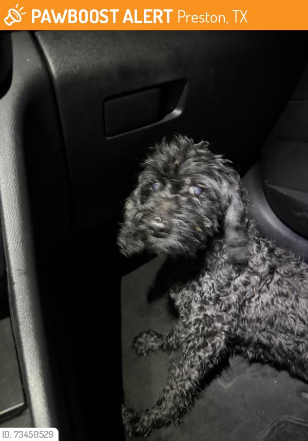 Found/Stray Unknown Dog last seen Winchester near Dairy Corner, Preston, TX 75076