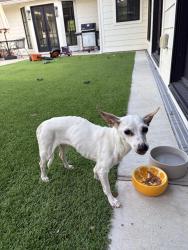 Reunited Female Dog last seen Burgoyne, Houston, TX 77057