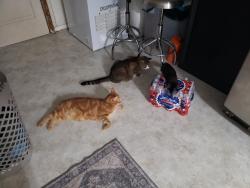 Reunited Male Cat last seen N Rocksprings st, Athens, GA 30606