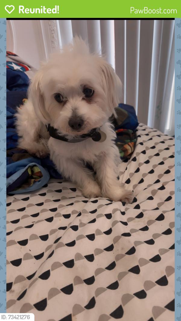 Reunited Male Dog last seen Near West Odeum Ln, Tolleson, AZ 85353