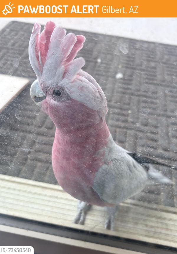 Found/Stray Unknown Bird last seen Greenfield & Ocotillo, Gilbert, AZ 85298