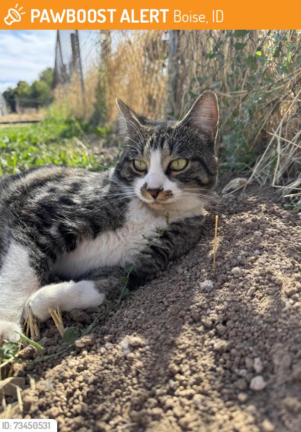 Found/Stray Unknown Cat last seen Molenaar Park, Boise, ID 83709