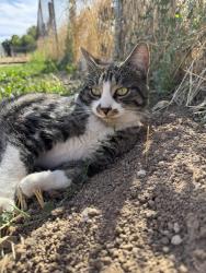 Found/Stray Unknown Cat last seen Molenaar Park, Boise, ID 83709