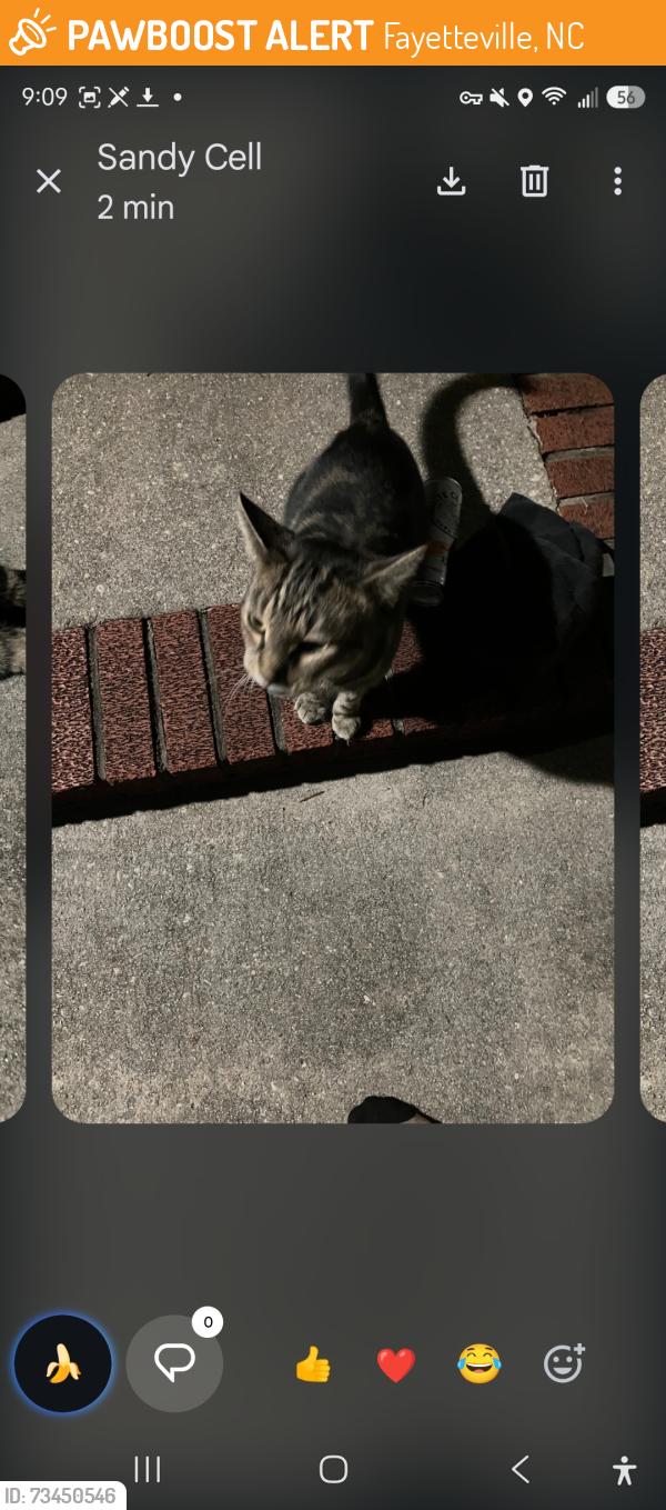 Found/Stray Unknown Cat last seen McArthur Landing Apts, Fayetteville, NC 28311