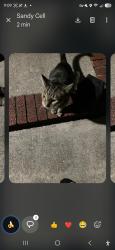 Found/Stray Unknown Cat last seen McArthur Landing Apts, Fayetteville, NC 28311