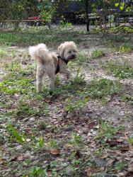 Reunited Female Dog last seen End Dead end of Jenkin rd near KOA campground., Fort Pierce, FL 34947
