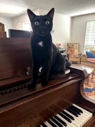 Lost Male Cat last seen 102nd ave, Sun City, AZ 85351