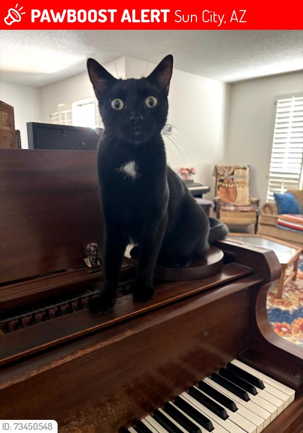 Lost Male Cat last seen 102nd ave, Sun City, AZ 85351