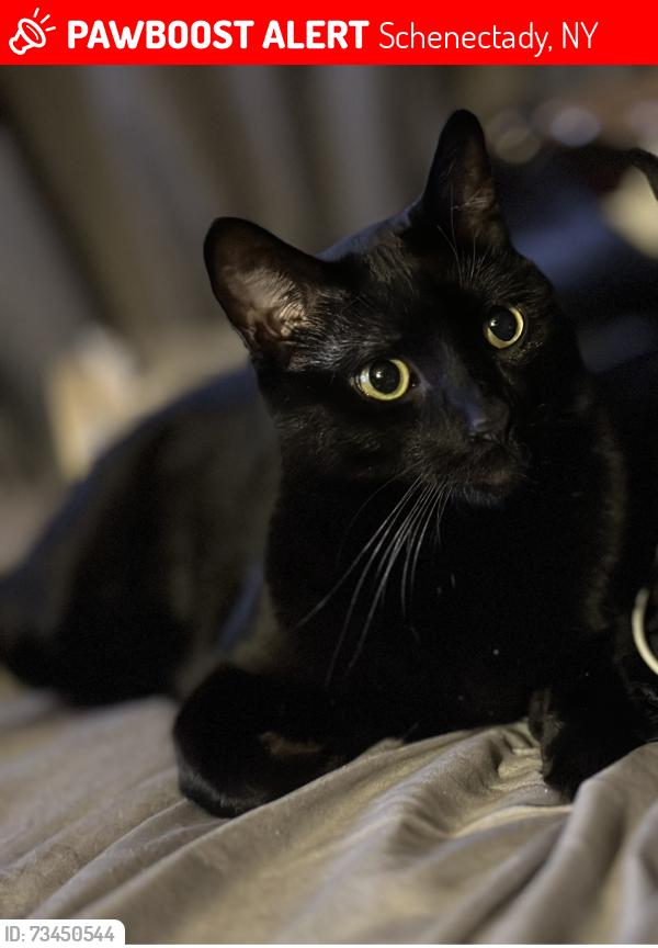 Lost Male Cat last seen Harrison St and Neil St, Schenectady, NY 12306