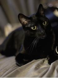 Lost Male Cat last seen Harrison St and Neil St, Schenectady, NY 12306