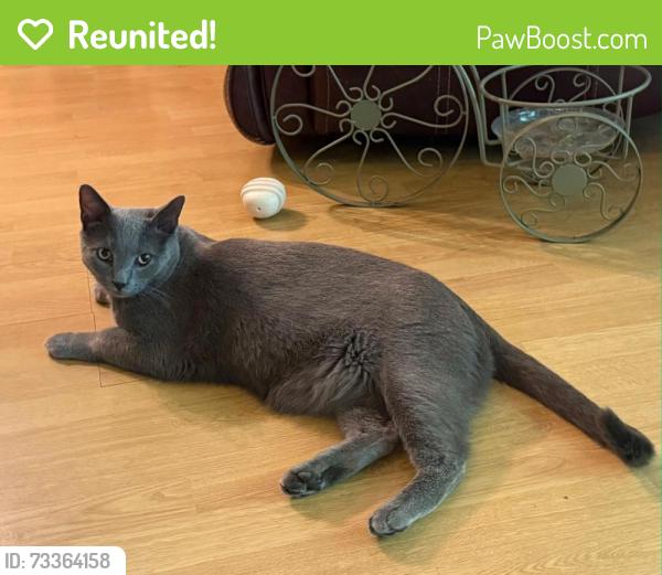 Reunited Male Cat last seen Ridge Rd/Seals Rd/Hitchcock Rd, Dallas, GA 30157