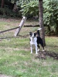 Found/Stray Male Dog last seen swim school, Newcastle, WA 98056