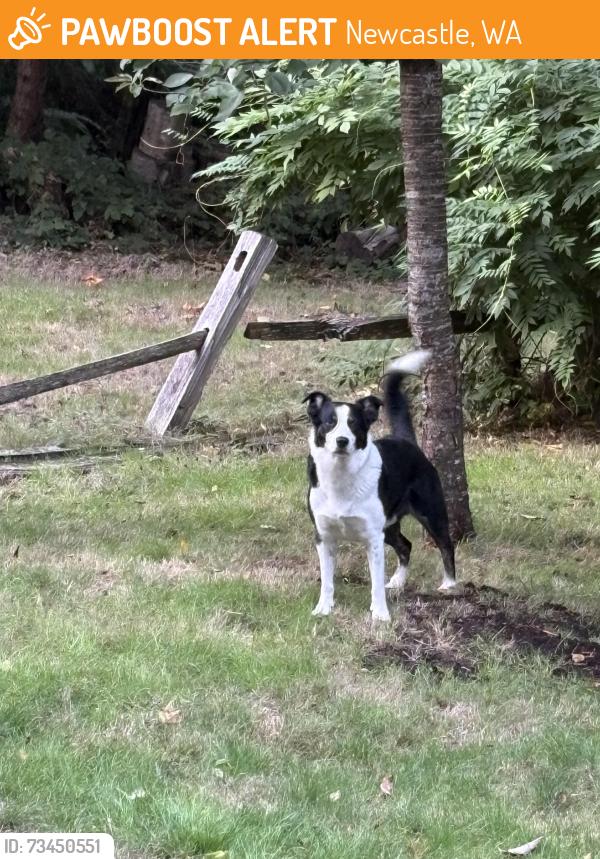 Found/Stray Male Dog last seen swim school, Newcastle, WA 98056