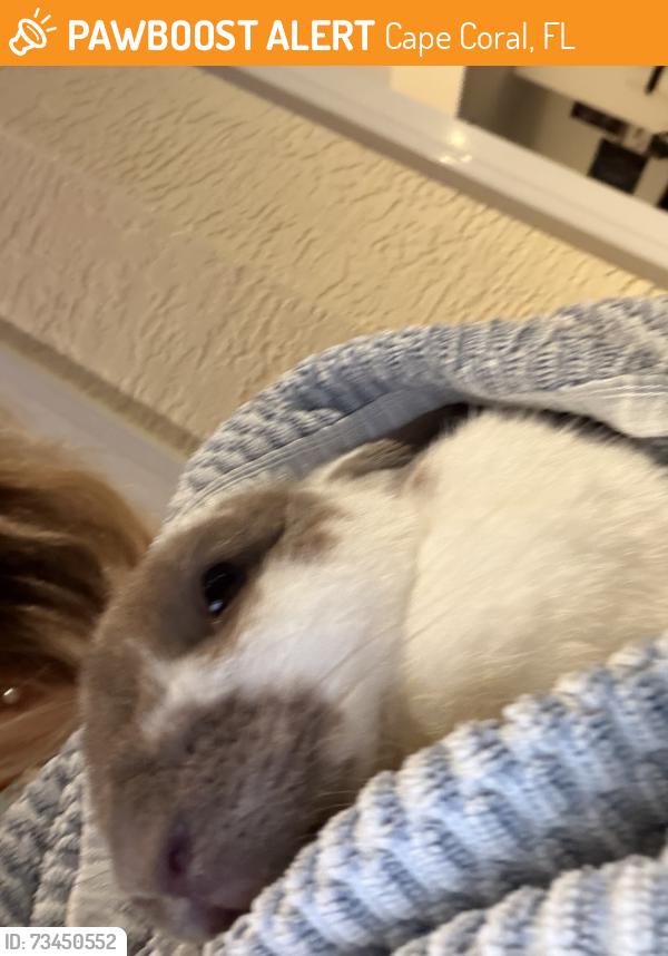 Found/Stray Unknown Rabbit last seen Sw52, Cape Coral, FL 33993