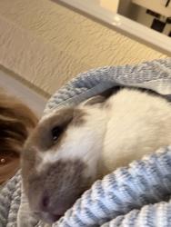 Found/Stray Unknown Rabbit last seen Sw52, Cape Coral, FL 33993