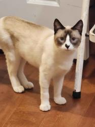 Reunited Male Cat last seen 25th & mermaid, Los Angeles, CA 90732