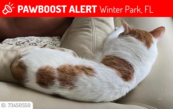 Lost Male Cat last seen Arbor park dr Winter Park, Winter Park, FL 32789
