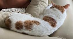 Lost Male Cat last seen Arbor park dr Winter Park, Winter Park, FL 32789
