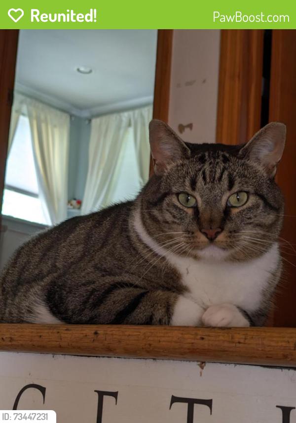 Reunited Male Cat last seen Sims Road and Eardley Road, Edison, NJ 08817
