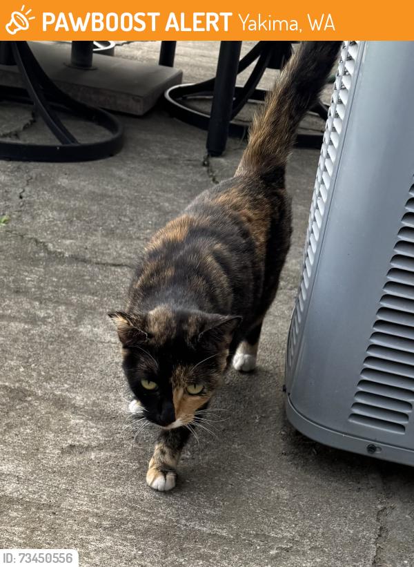 Found/Stray Female Cat last seen Close to 80th & W Nob Hill, Yakima, WA 98908