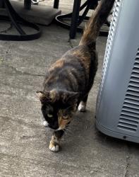 Found/Stray Female Cat last seen Close to 80th & W Nob Hill, Yakima, WA 98908