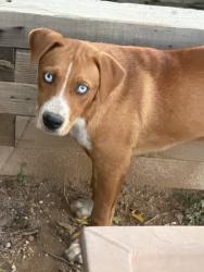 Found/Stray Male Dog last seen Comino Verde Branding Iron Cirlce, Tucson, AZ 85757