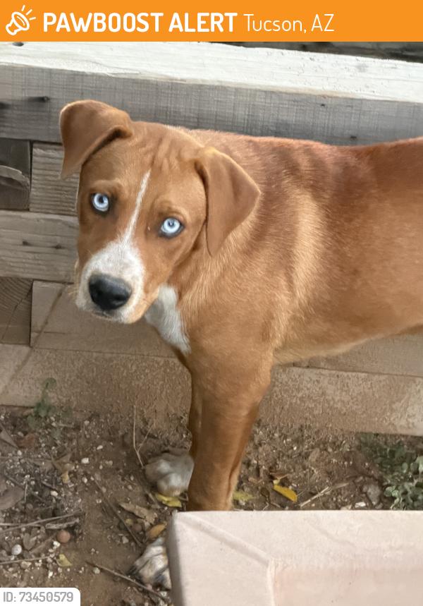 Found/Stray Male Dog last seen Comino Verde Branding Iron Cirlce, Tucson, AZ 85757