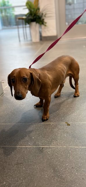 Shelter Stray Male Dog last seen POWER RD AND GUADALUPE RD, 1920 S Lewis, Mesa, AZ 85210, USA