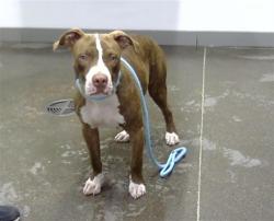 Shelter Stray Male Dog last seen 91ST AVE AND VAN BUREN ST, 1920 S Lewis, Mesa, AZ 85210, USA