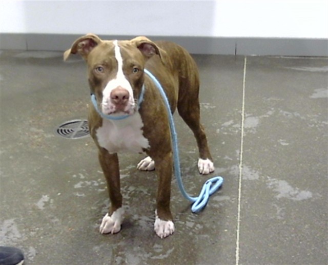 Shelter Stray Male Dog last seen 91ST AVE AND VAN BUREN ST, 1920 S Lewis, Mesa, AZ 85210, USA