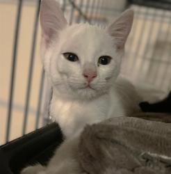 Shelter Stray Female Cat last seen MELVILLE DR & TOLKIEN AVE, 2127 Front St, Sacramento, CA 95818, USA