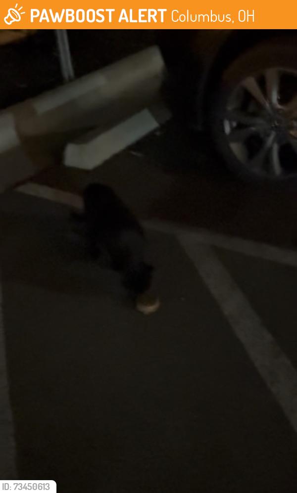 Found/Stray Unknown Cat last seen Near taylor, Columbus, OH 43203