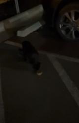 Found/Stray Unknown Cat last seen Near taylor, Columbus, OH 43203