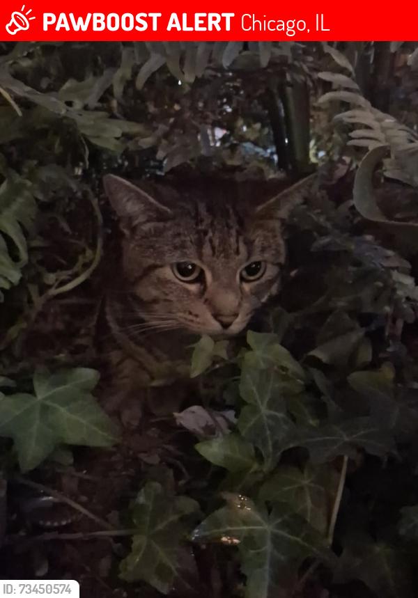 Lost Male Cat last seen planet fitness diversey and california, Chicago, IL 60647