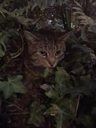 Lost Male Cat last seen planet fitness diversey and california, Chicago, IL 60647