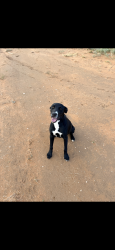 Found/Stray Female Dog last seen Near county road 60, Midland, TX 79705