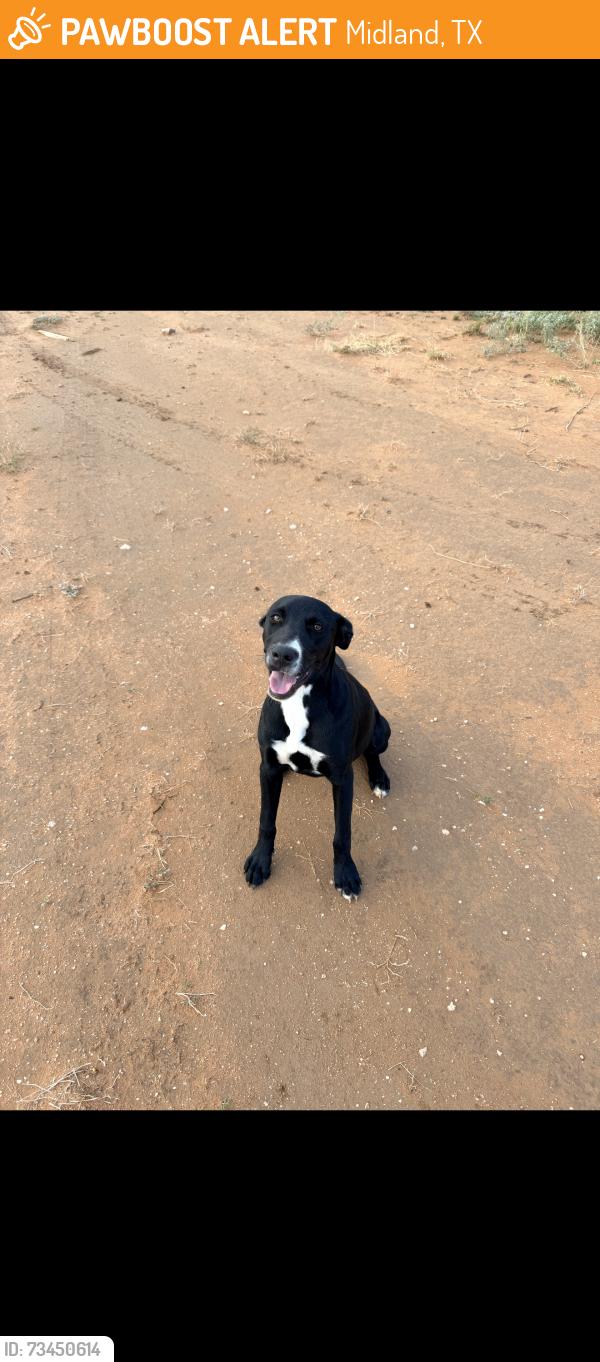 Found/Stray Female Dog last seen Near county road 60, Midland, TX 79705
