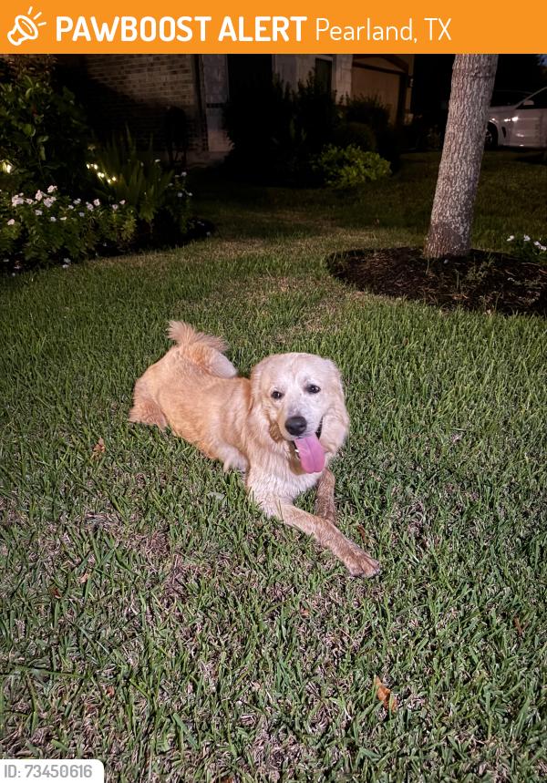 Found/Stray Unknown Dog last seen Near Desert Bluff Lane, Pearland, TX, USA, Pearland, TX 77584