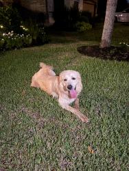 Found/Stray Unknown Dog last seen Near Desert Bluff Lane, Pearland, TX, USA, Pearland, TX 77584