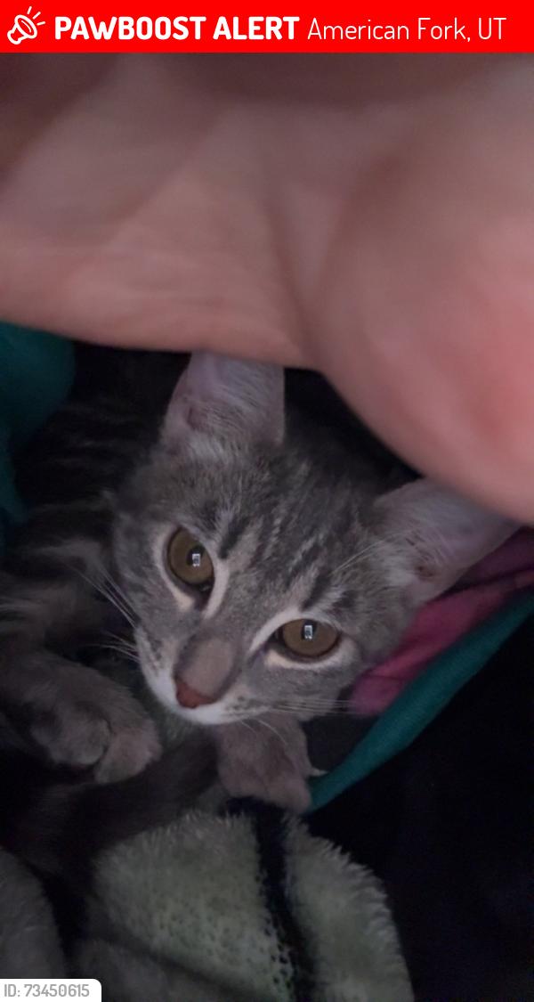 Lost Female Cat last seen American fork Utah, American Fork, UT 84003