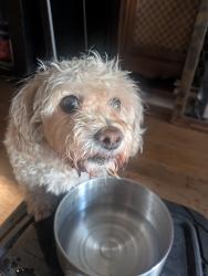 Found/Stray Female Dog last seen Hersholt and candlewood, Lakewood, CA 90712