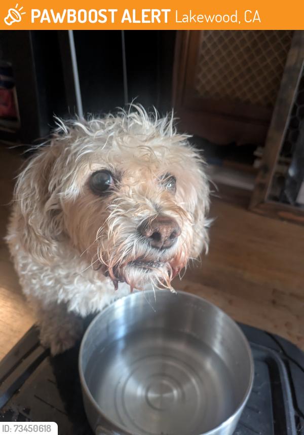 Found/Stray Female Dog last seen Hersholt and candlewood, Lakewood, CA 90712