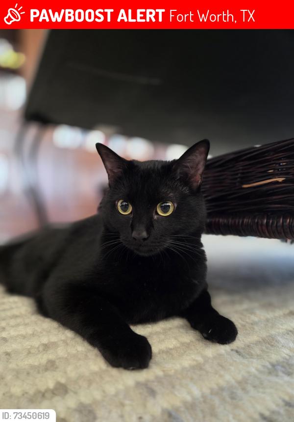 Lost Female Cat last seen Austin Stone Park, Haslet, TX 76052, Fort Worth, TX 76052