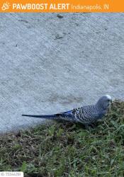Lost Unknown Bird last seen Plastic Recycling Inc, Indianapolis, IN 46214