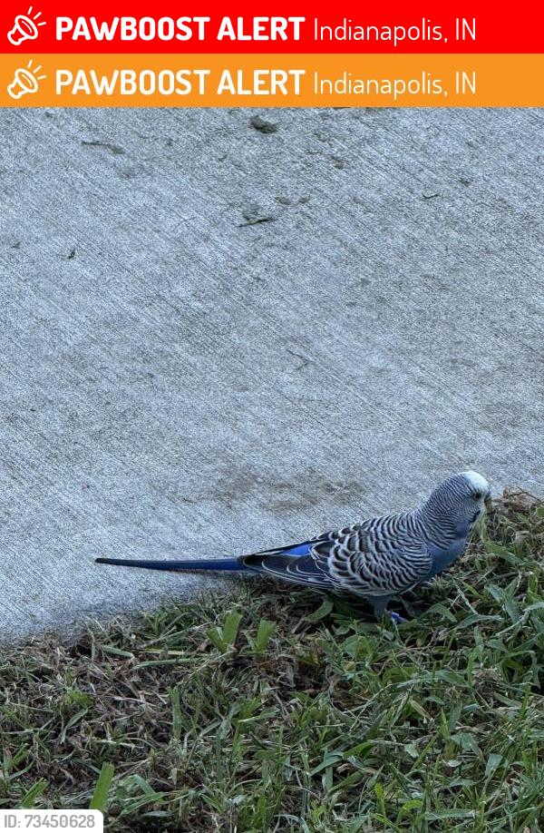 Lost Unknown Bird last seen Plastic Recycling Inc, Indianapolis, IN 46214
