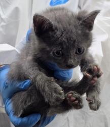 Shelter Stray Male Cat last seen , , CA, 1101 29th Ave, Oakland, CA 94601, USA