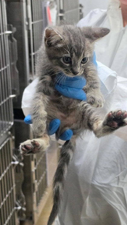 Shelter Stray Male Cat last seen , , CA, 1101 29th Ave, Oakland, CA 94601, USA