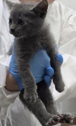 Shelter Stray Male Cat last seen , , CA, 1101 29th Ave, Oakland, CA 94601, USA
