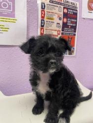 Shelter Stray Female Dog last seen Near UXMAL AVE, COUNTY of El Paso, TX, 5001 Fred Wilson Ave, El Paso, TX 79906, USA