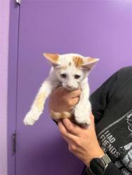Shelter Stray Male Cat last seen Near George Dieter, CITY of El Paso, TX, 5001 Fred Wilson Ave, El Paso, TX 79906, USA